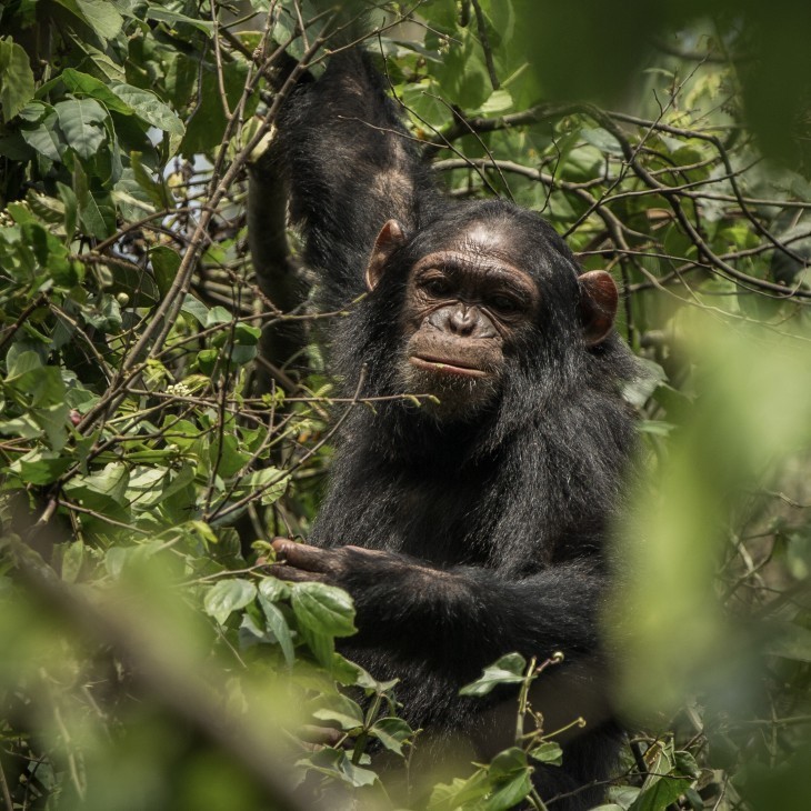 Journée mondiale du chimpanzé : À Virunga, un combat quotidien pour la survie du chimpanzé de l’Est