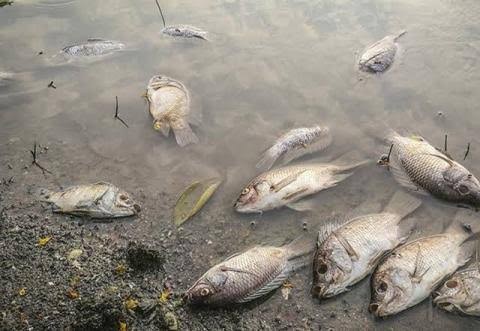 Pollution des rivières Tshikapa et Kasaï : Félix Tshisekedi appelle à la solidarité internationale