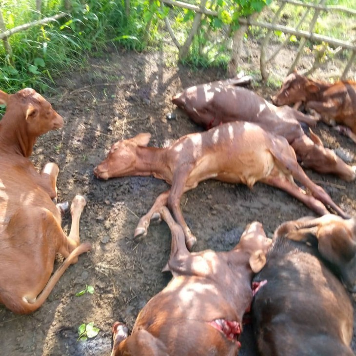 Ituri/État de siège : ''Plus de 40 vaches tuées par les rebelles à Tinda'', John Kabwa