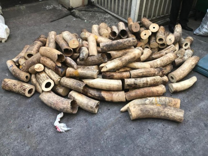 Accusés de trafic d’espèces sauvages, 2 Congolais ont été arrêtés aux Etats-Unis