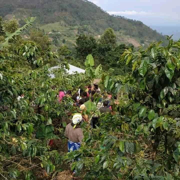 Beni : Autorités et société civile pour une réglementation de la traçabilité du cacao à Bulongo