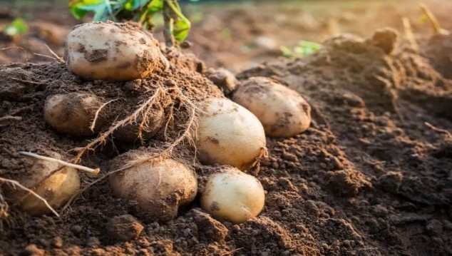 Premier essai de la culture de pomme de terre à Kasindi : 3,5 tonnes récoltées par le COJUPEN