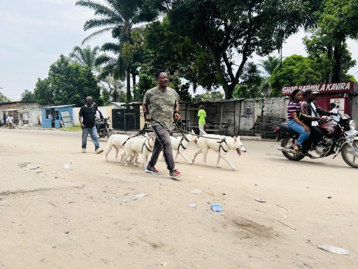 RDC : Polémique après une décision du gouvernement sur la possession des chiens d’attaque