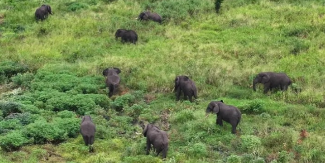 Beni : La dévastation des champs des riverains par des éléphants du parc des Virunga inquiète